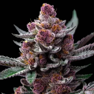 Cherry Poppers cannabis strain with deep purple buds, heavy trichomes and bright orange pistils