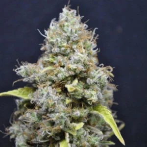 CBD Skunk Haze cannabis flower with dense buds, frosty trichomes, and light green tones