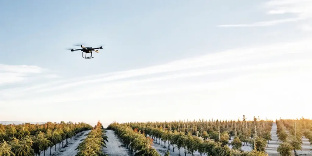 Drone monitoring cannabis plantation in rows at sunrise