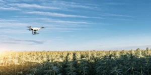 Drone flying over a large outdoor cannabis field under a blue sky
