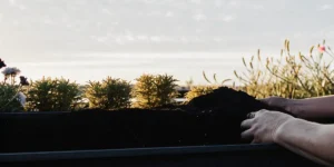 Gardener mixing soil in planting box at sunset with flowers nearby