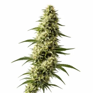 Lemon Skunk cannabis plant with elongated resinous buds, light green leaves, and pale yellow pistils on white background