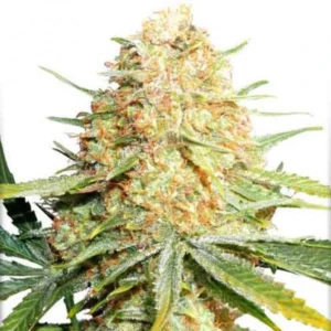Lemon Z cannabis bud with dense structure, bright green tones, heavy trichome coating and abundant orange pistils on a white background.
