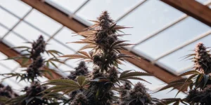 Close-up of a lush cannabis plant with dense buds inside a greenhouse.