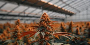 Cannabis plant with red buds growing inside a greenhouse