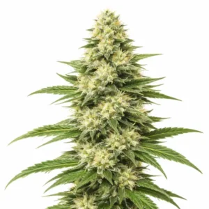 Skywalker OG cannabis plant with dense green buds, frosty trichomes and bright white pistils