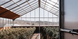 state-of-the-art cannabis greenhouse with rows of healthy marijuana plants under natural light