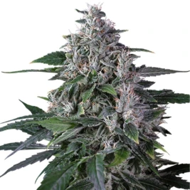 Auto AK Triple Haze cannabis bud with tall sativa-style structure, frosty trichomes, light green leaves and abundant orange pistils on a white background.