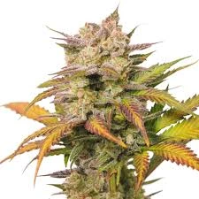 Auto Sweet Bourbon Kush cannabis bud with compact structure, frosty trichomes, green leaves with yellow tones and orange pistils on a white background.