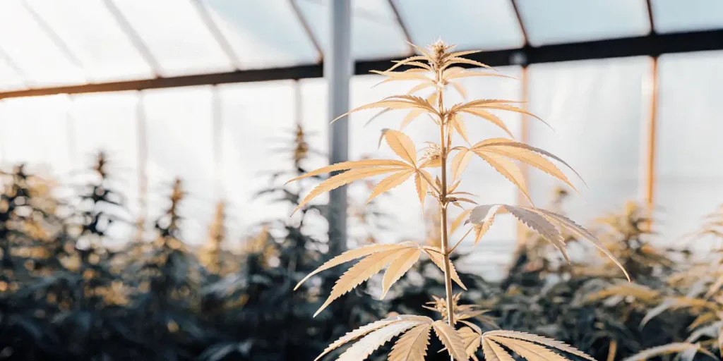 Tall cannabis plant under golden light inside a greenhouse during flowering stage.