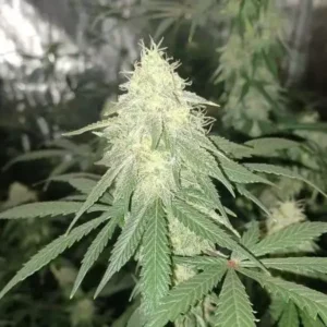 Fat Pete’s Cookies Auto cannabis bud with compact structure, heavy trichome coverage, light green leaves and abundant white pistils in an indoor setting.