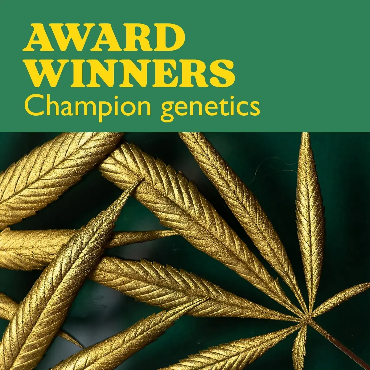 Award Winners
