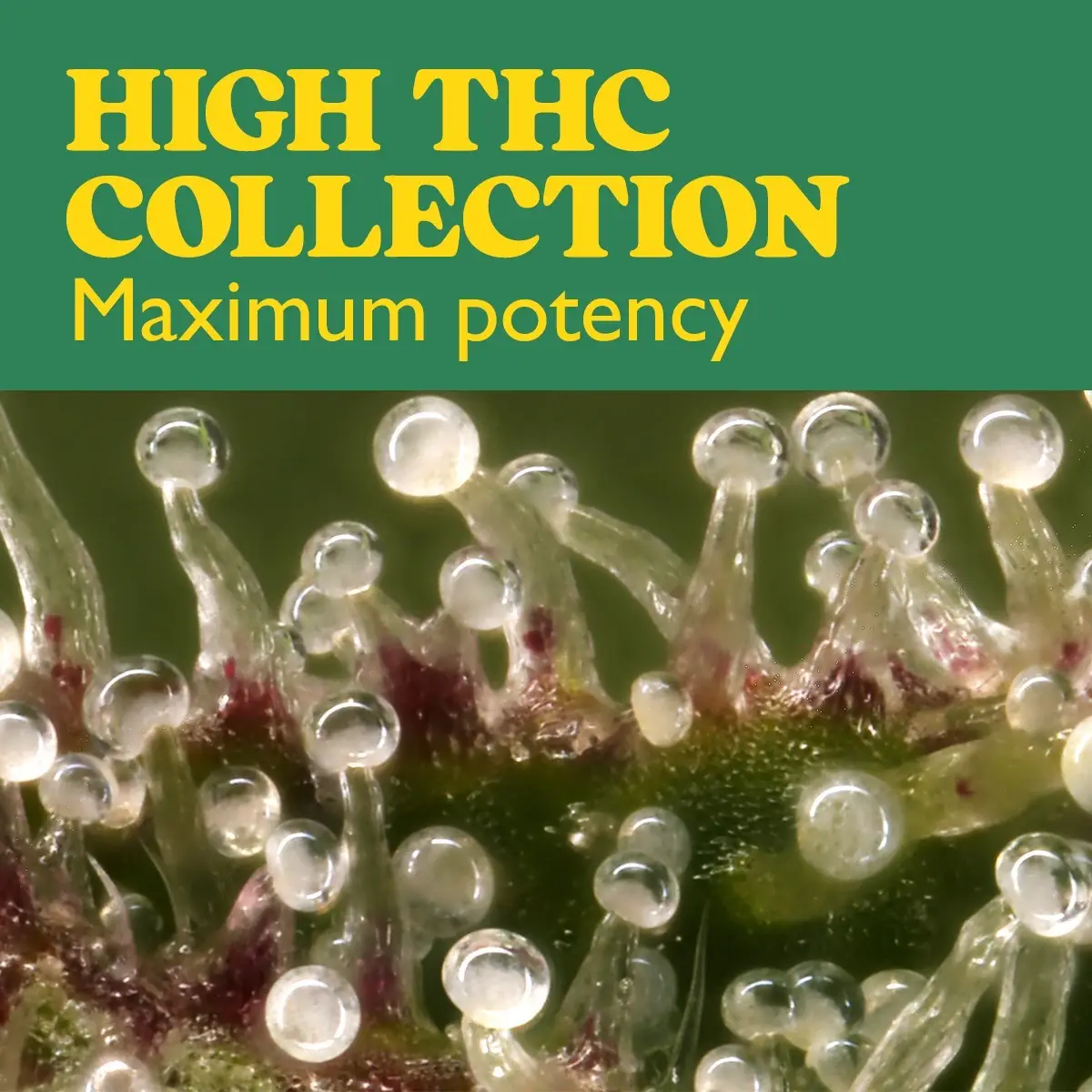 High THC Collection