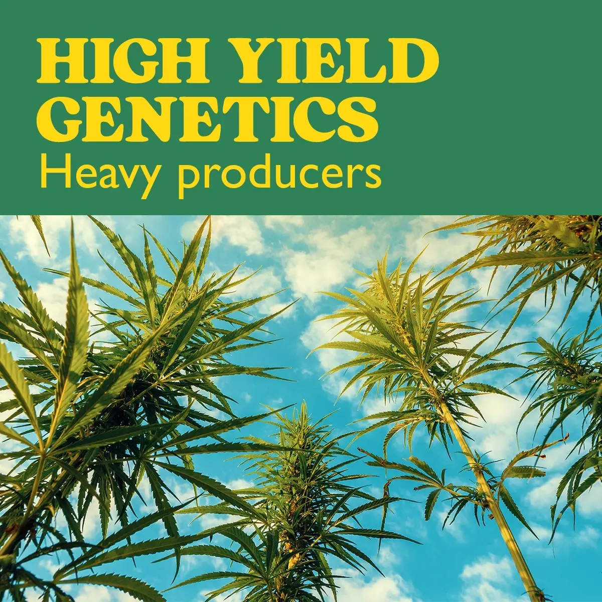 High Yield Genetics