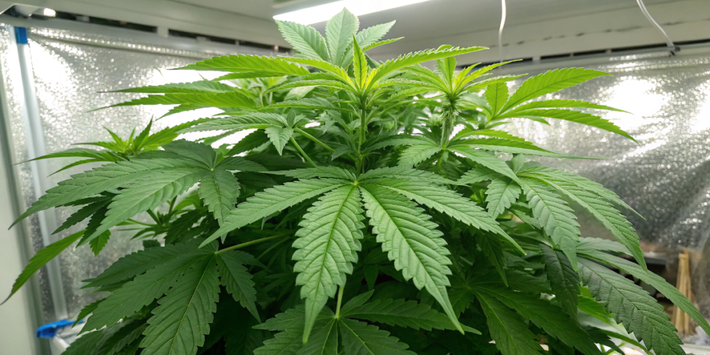 Six Shooter Auto cannabis plant in vegetative stage with wide green leaves under grow light