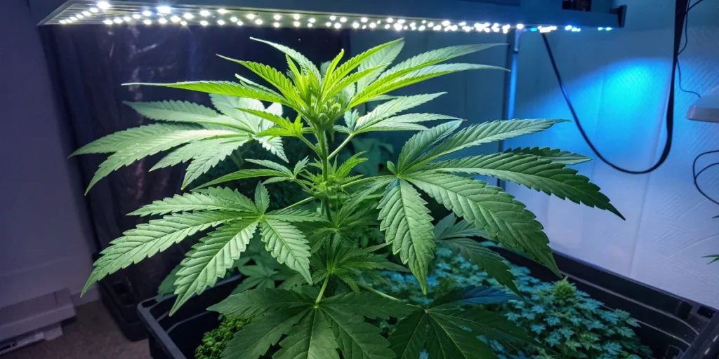 How to Grow Sugarlato Auto: A Step-by-Step Guide