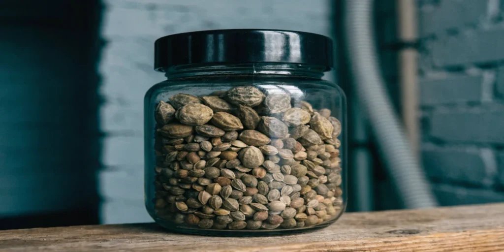 cannabis seeds stored in a sealed glass jar to maintain viability