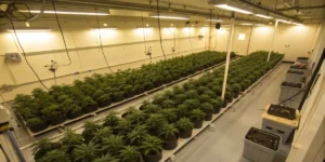 Top Stable THC Content Strains for Growers: Proven Picks