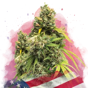 5 Alive cannabis strain