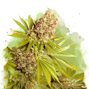 AK-48 autoflower cannabis strain