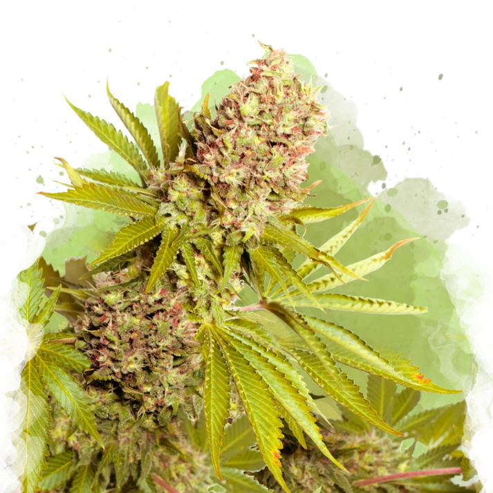 AK-48 Auto
