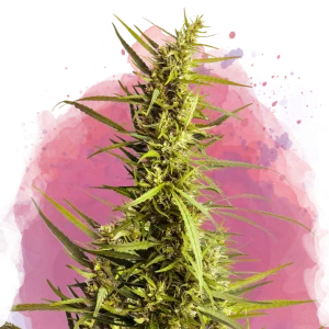 AK-48 feminized cannabis plant
