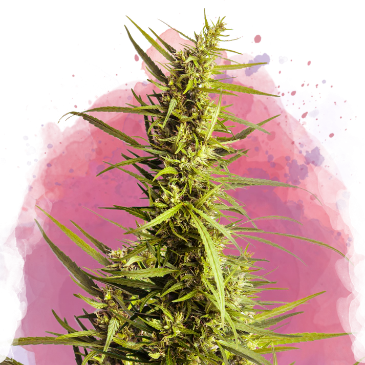 AK-48