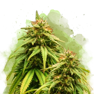 Amnesia Haze autoflower cannabis strain