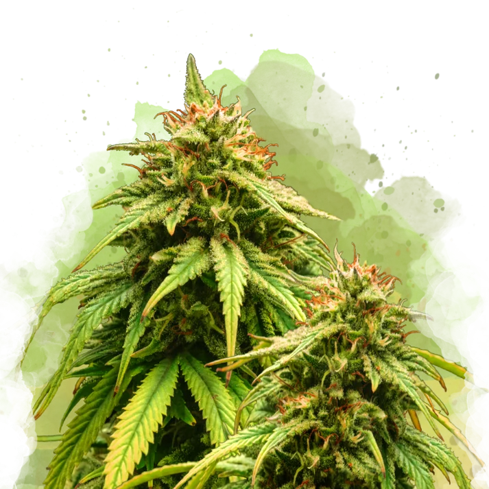 Amnesia Haze Auto