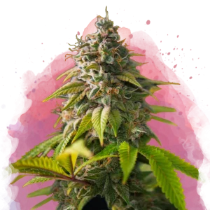 Amnesia Haze feminized cannabis strain