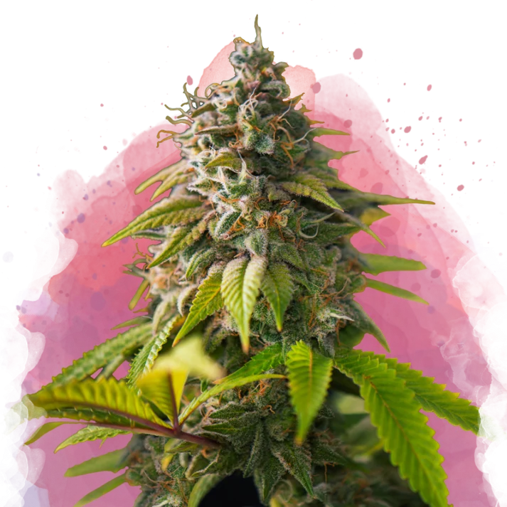 Amnesia Haze