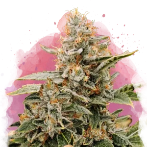 Apple Fritter feminized cannabis strain