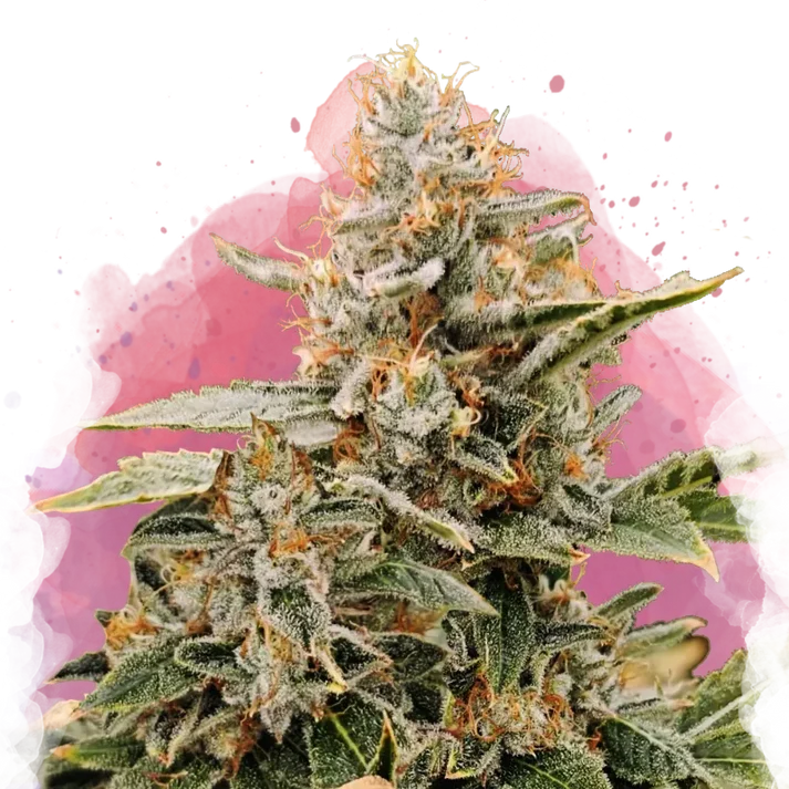 Apple Fritter