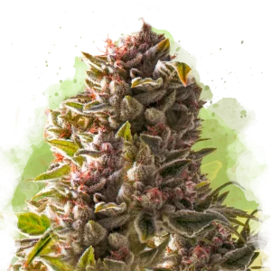 Aurora Indica Auto cannabis strain