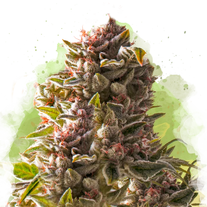 Aurora Indica Auto
