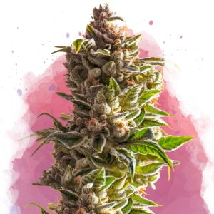 Aurora Indica cannabis strain