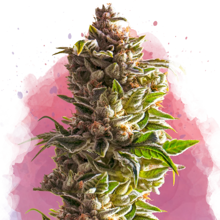 Aurora Indica