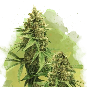 Big Bud Auto cannabis strain