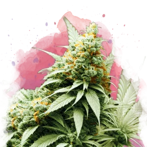 Big Bud feminized cannabis strain