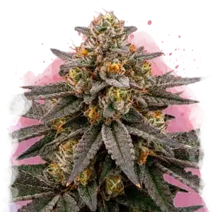 Biscotti feminized cannabis strain