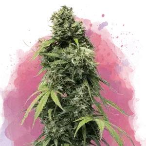 Black Widow feminized cannabis strain
