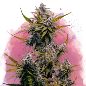Blackjack feminized cannabis strain