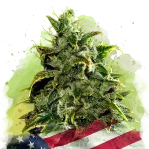 Blue Dream Auto cannabis strain