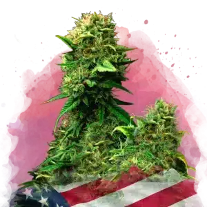 Blue Dream feminized cannabis strain