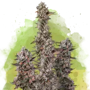 Blue Mystic Auto cannabis strain
