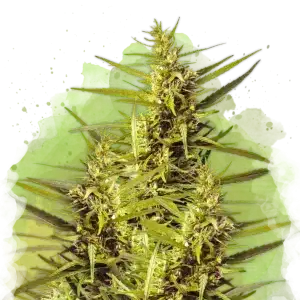 Blueberry Kush Autoflower cannabis strain