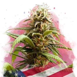 Bruce Banner feminized cannabis strain