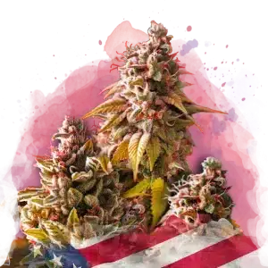 Bubble Kush feminized cannabis strain