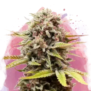 Bubblelicious feminized cannabis strain
