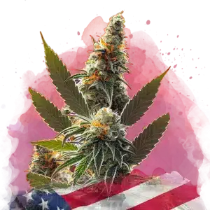 California Bud feminized cannabis strain